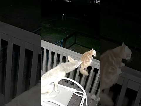 Brave Cat Fights For Its Life Against A Coyote