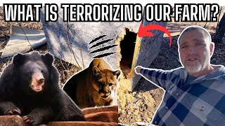 What is Terrorizing our Farm? Shocking Damage !