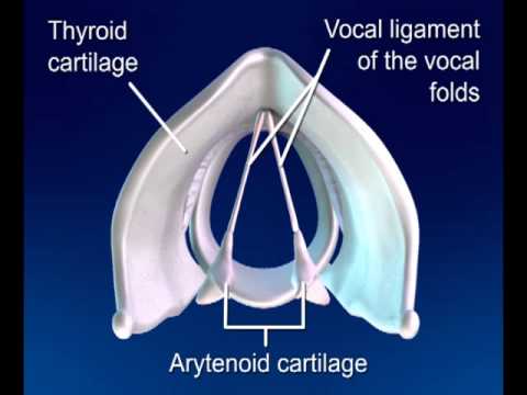 Process of Phonation Small on Vimeo