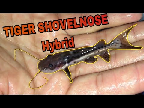 WELCOME NEW TIGER SHOVELNOSE HYBRID