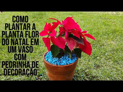Como plantar a planta flor do natal em um vaso com pedrinha de decoração