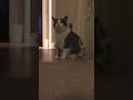 Pretty Tuxedo Cat Does Sweet Little Meow Shorts Cat Meow Nyan Kot Gato Tuxedocat
