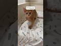 Abyssinians having a good time 😂 Fawn Abyssinian #catshorts #funny #cutecat #kitten #cutepet