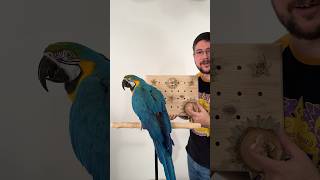 What a Fun Bird Toy! Parrot Advent Calendar #macaw