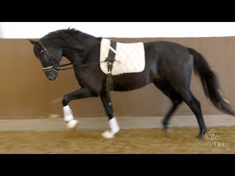 Stallion by Dubarry x Brentano II, *2014