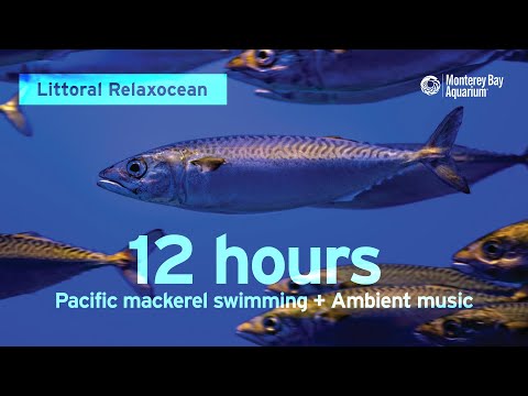 12 Hours of Fish Swimming with Ambient Music at Monterey Bay Aquarium | Littoral Relaxocean