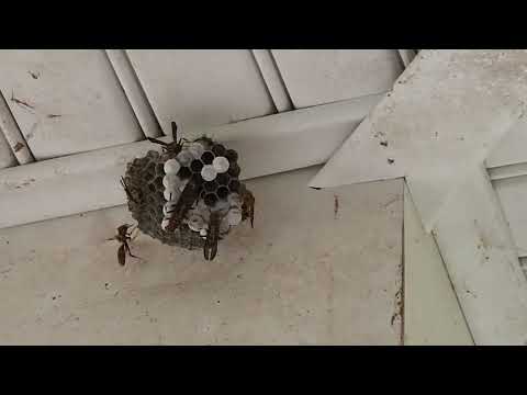 Found a Paper Wasps Nest By the Back Door in Morganville, NJ