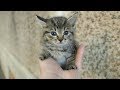 New Little Kittens On The Street
