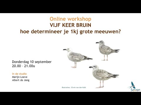 Online workshop: hoe determineer je 1kj grote meeuwen? Deel I