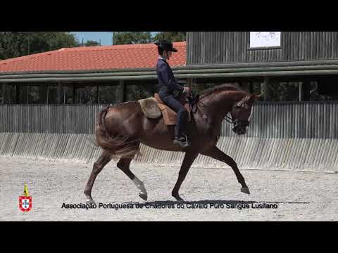 200619 19 Jacto - Aprovação de Garanhões