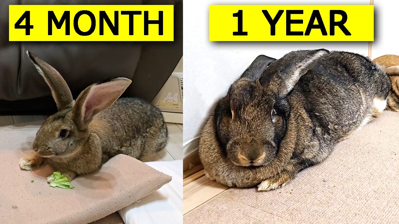 Baby to GIANT Rabbit! 4 Months → 1 Year | Flemish Giant Growth Diary