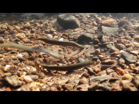 BuitenGewoon 17-04-2013 Beekprik