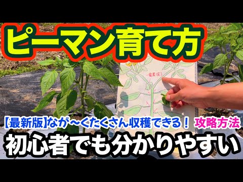 ピーマンをいつポットに播種し、どのようにすれば良い収穫が得られるでしょうか？  庭園