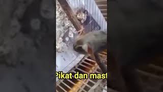 Download lagu Pancingan Coki #prenjakcoki mp3