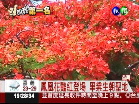 苗栗鳳凰花好豔麗 畢業生朝聖!