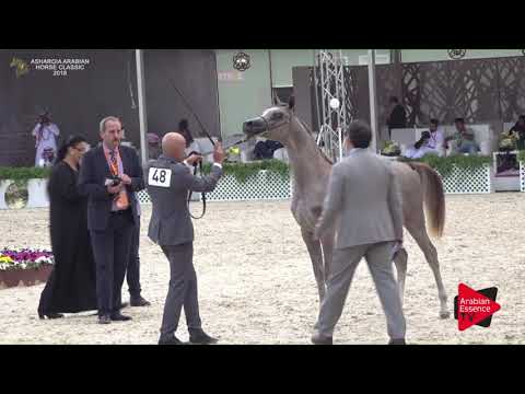 N.48 NABIL ALSAKAB - Asharqia Classic 2018