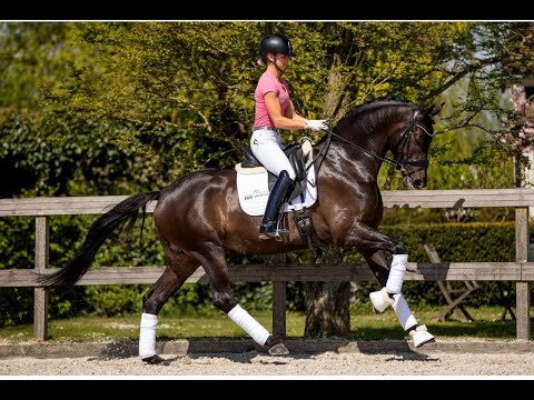 NO LONGER FOR SALE - Millenium x Belissimo M - Gelding - 2016 - 1.69m