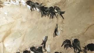 Download lagu (FREE) SUARA ASLI KOLONI WALET mp3