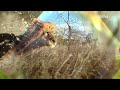 BBC HD Cat Amongst The Pigeons Ident 2009 2013