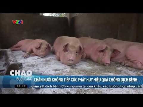 Chăn nuôi không tiếp xúc phát huy hiệu quả chống dịch bệnh