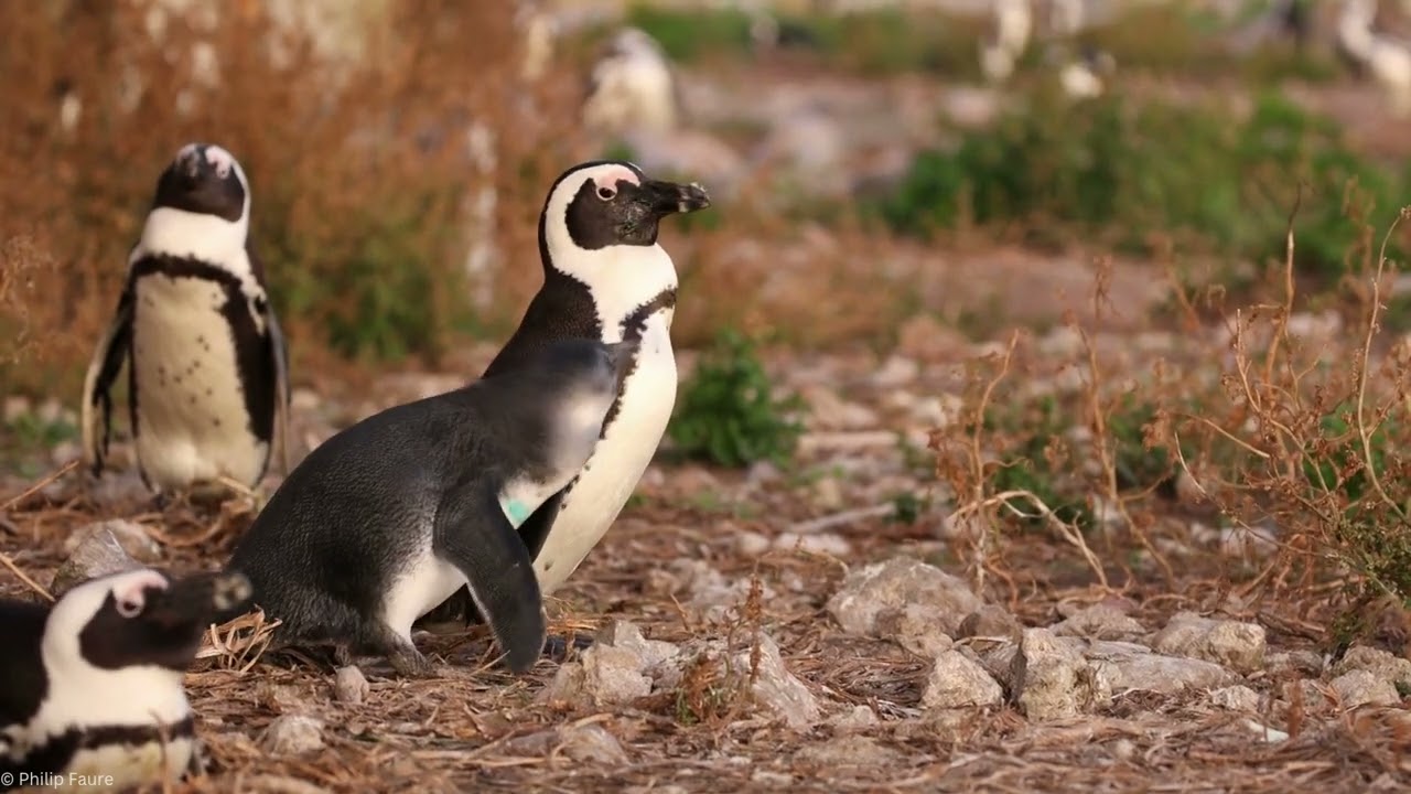 30 Years of AEWA – Statement by BirdLife South Africa