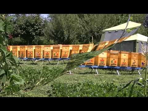 Stupii din poliuretan - vara