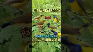 Download lagu Suara pikat sogon jantan vs betina#shorts #pikatburung #birds #sogon #pikatsogon #suarapikat#burcil mp3