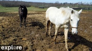Kentucky Equine Adoption Center powered by Explore.org