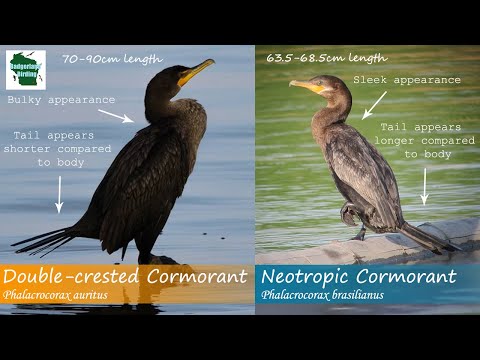 ID Tips: Neotropic Cormorant vs. Double-crested Cormorant