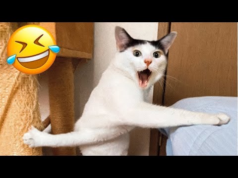 Funniest Animals 😄 Best Funny Dogs and Cats Compilation Part 29
