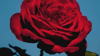 A Red, Red Rose (BL381) by Ruth Elaine Schram