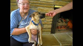 Video preview image #1 German Shepherd Dog-Unknown Mix Puppy For Sale in Enfield, CT, USA
