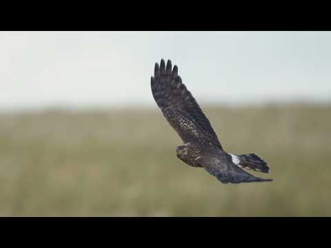 Blå kærhøg, Mjangmark