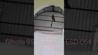 ELSHADAY-064 (3 meses)
