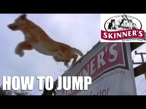 Gundog training tips – Jumping Gundog training tips – Jumping
