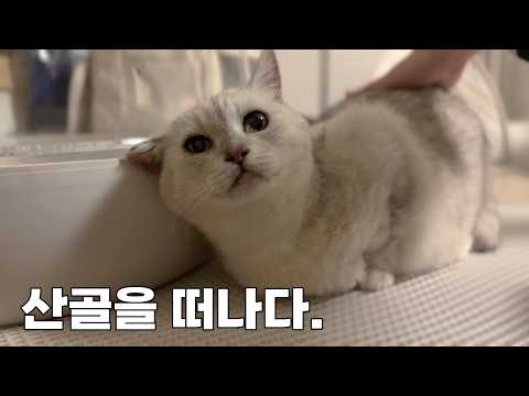 고양이 둘을 데리고 잠시 산골을 떠나요