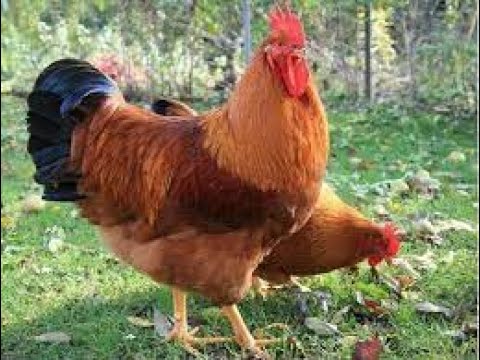 , title : 'New Hampshire a melhor raça de galinha para ovos e carne'