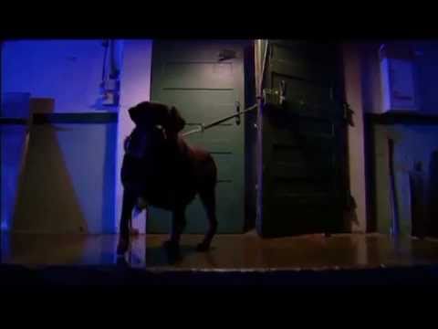 ULTIMATE FIGHTING CHAMPIONSHIP by Henry Cota