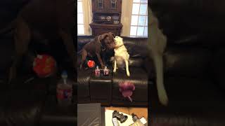 Video preview image #1 American Staffordshire Terrier-Labrador Retriever Mix Puppy For Sale in Rosenberg, TX, USA