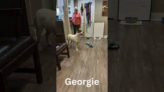 Video preview image #1 Mutt Puppy For Sale in Emmett, ID, USA