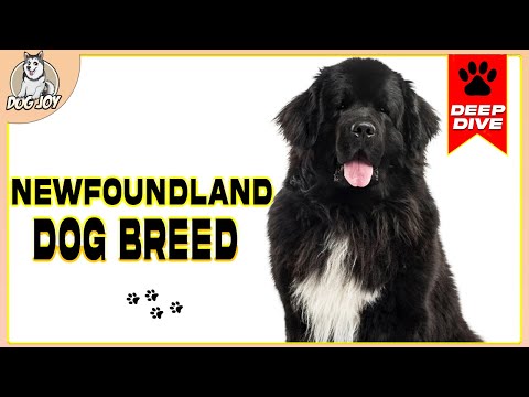 The Ultimate Newfoundland Dog Breed Guide: Everything You Need to Know