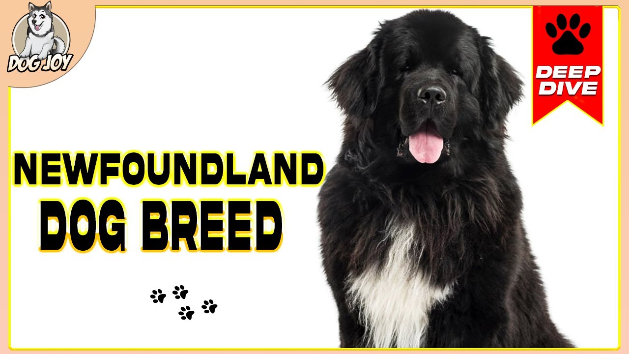 The Ultimate Newfoundland Dog Breed Guide: Everything You Need to Know
