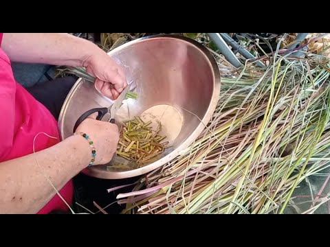 Processing and Dehydrating Lemongrass - YouTube