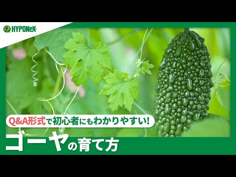 園芸 ゴーヤ、マーゴース、ワンダーアップル