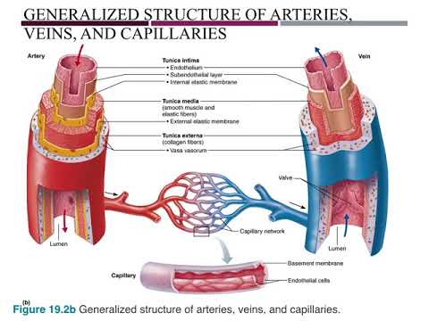 Cardiovascular Blood Vessels Part 1