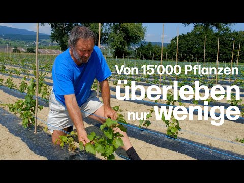 Züchtung einer neuen Rebsorte: 15'000 Samen eingepflanzt, um die besten Resistenzgene zu finden