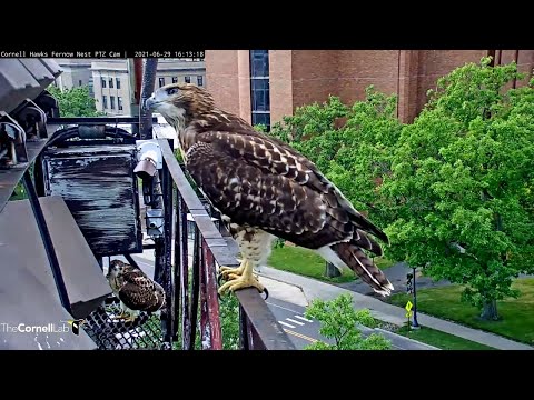 Young Red-tailed Hawk Gets a Close-up | Cornell Hawks | June 29, 2021