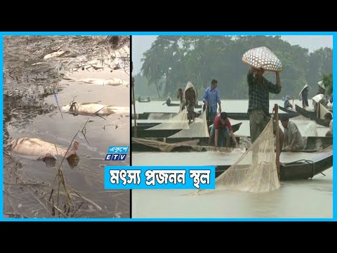 মৎস্য প্রজনন স্থল হুমকীর মুখে