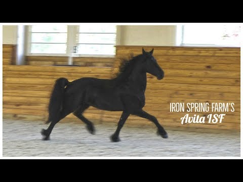 Avita ISF at Iron Spring Farm, June 2018