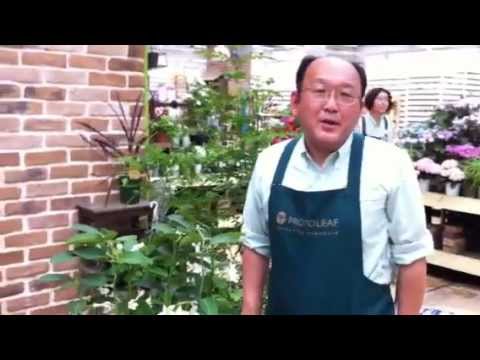 園芸 マダガスカル産ジャスミン、ステファノティス